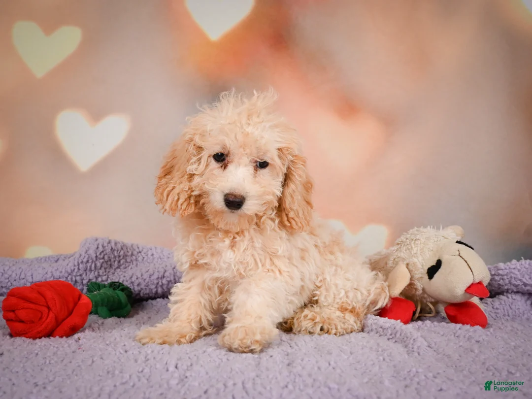 Cavapoo dogs for sale: piper - Ad 1