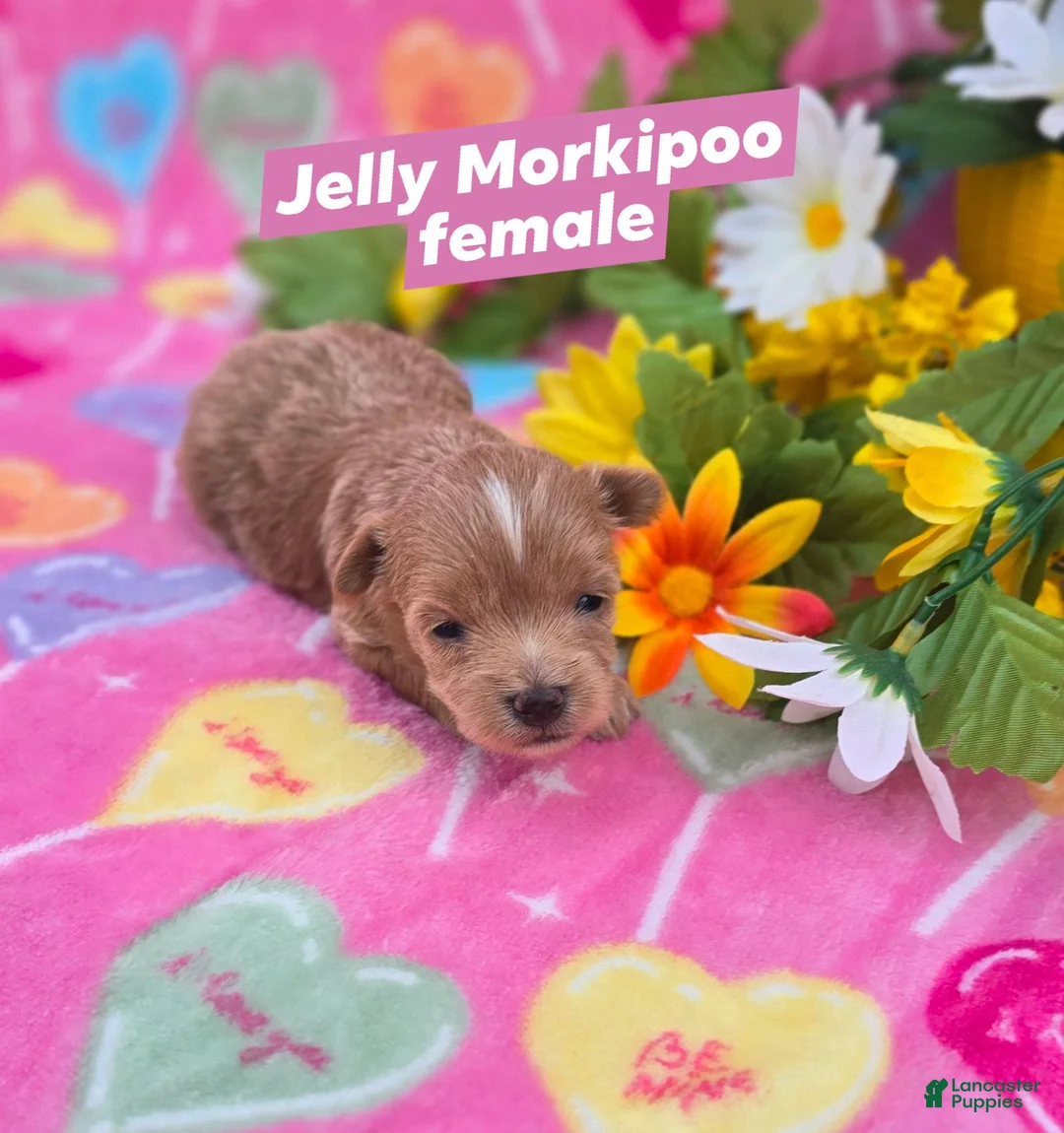 Mixed Breed dogs for sale: Jelly - Ad 1