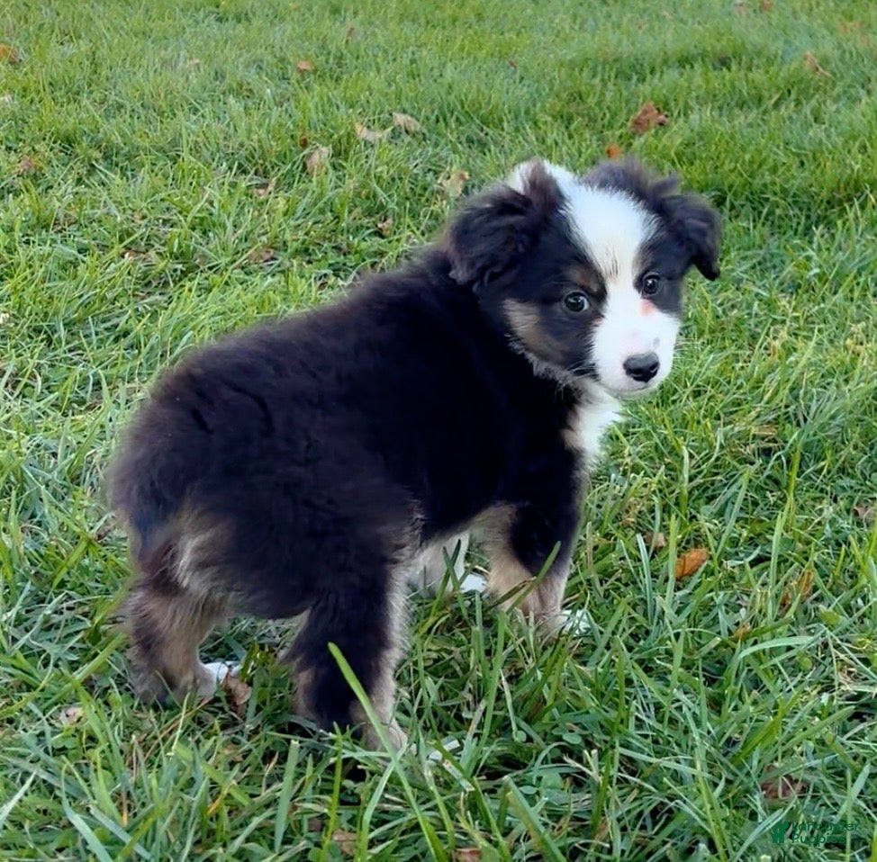 Miniature Australian Shepherd dogs for sale: Theo - Ad 2