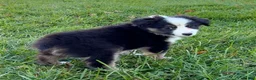 Miniature Australian Shepherd dogs for sale: Theo - Ad 2