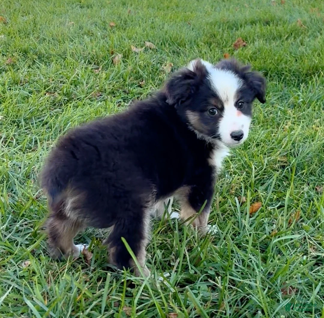 Miniature Australian Shepherd dogs for sale: Theo - Ad 2