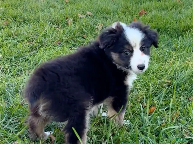 Miniature Australian Shepherd dogs for sale: Theo - Ad 2
