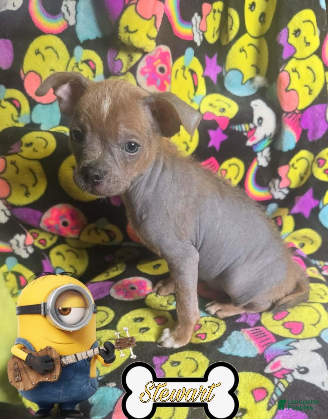 Chinese Crested dogs Stewart - Ad 1