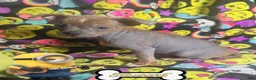 Chinese Crested dogs for sale: Stewart - Ad 1