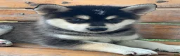 Alaskan Husky dogs for sale: Sully 💙 - Ad 5