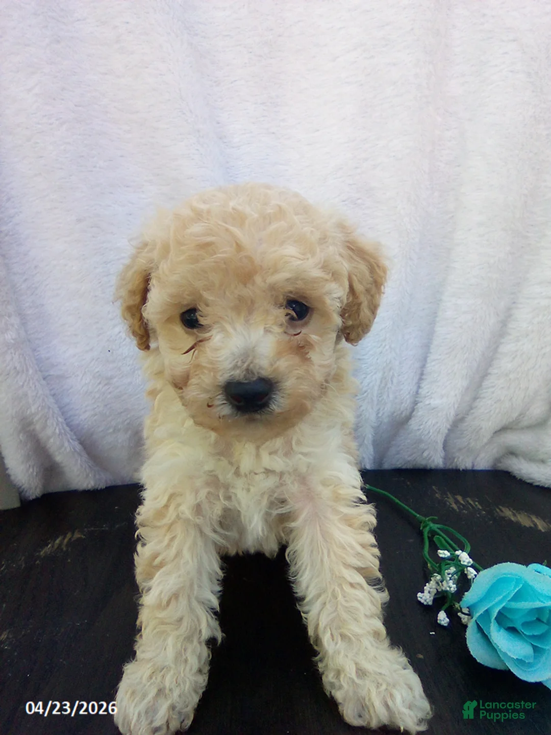 Toy Poodle dogs for sale: Echo - Ad 2