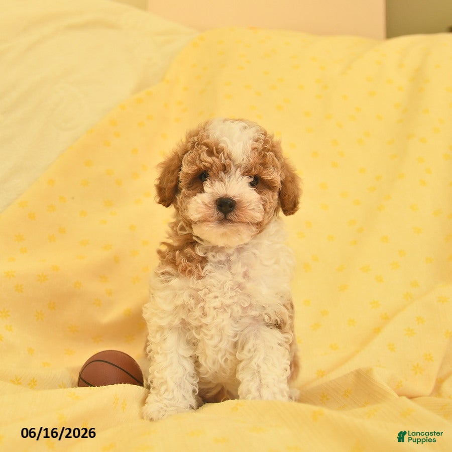 Toy Poodle dogs Ranger  - Ad 1