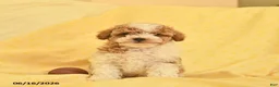 Toy Poodle dogs for sale: Ranger  - Ad 1