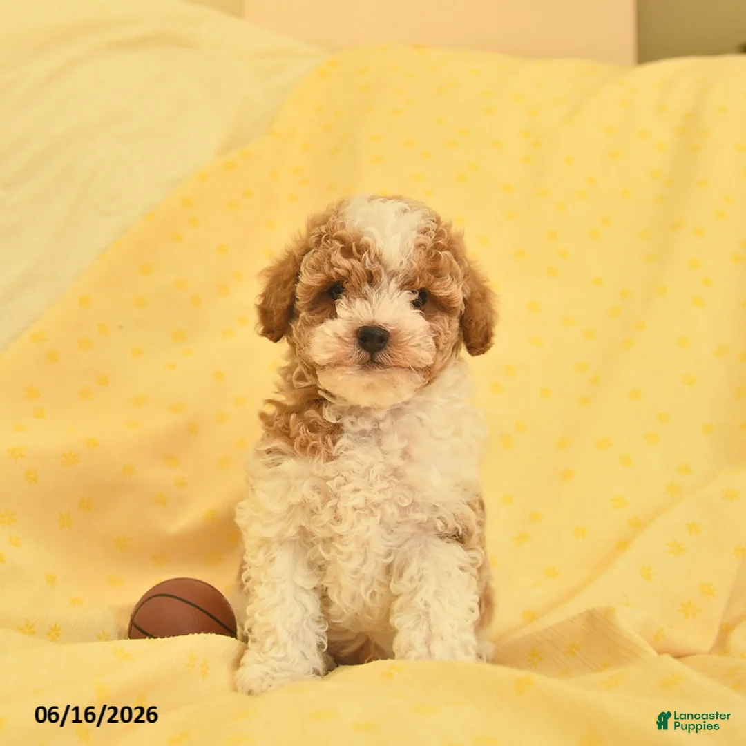 Toy Poodle dogs for sale: Ranger  - Ad 1