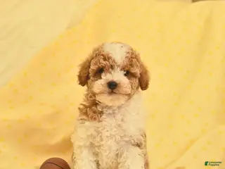 Toy Poodle dogs for sale: Ranger - Ad 4