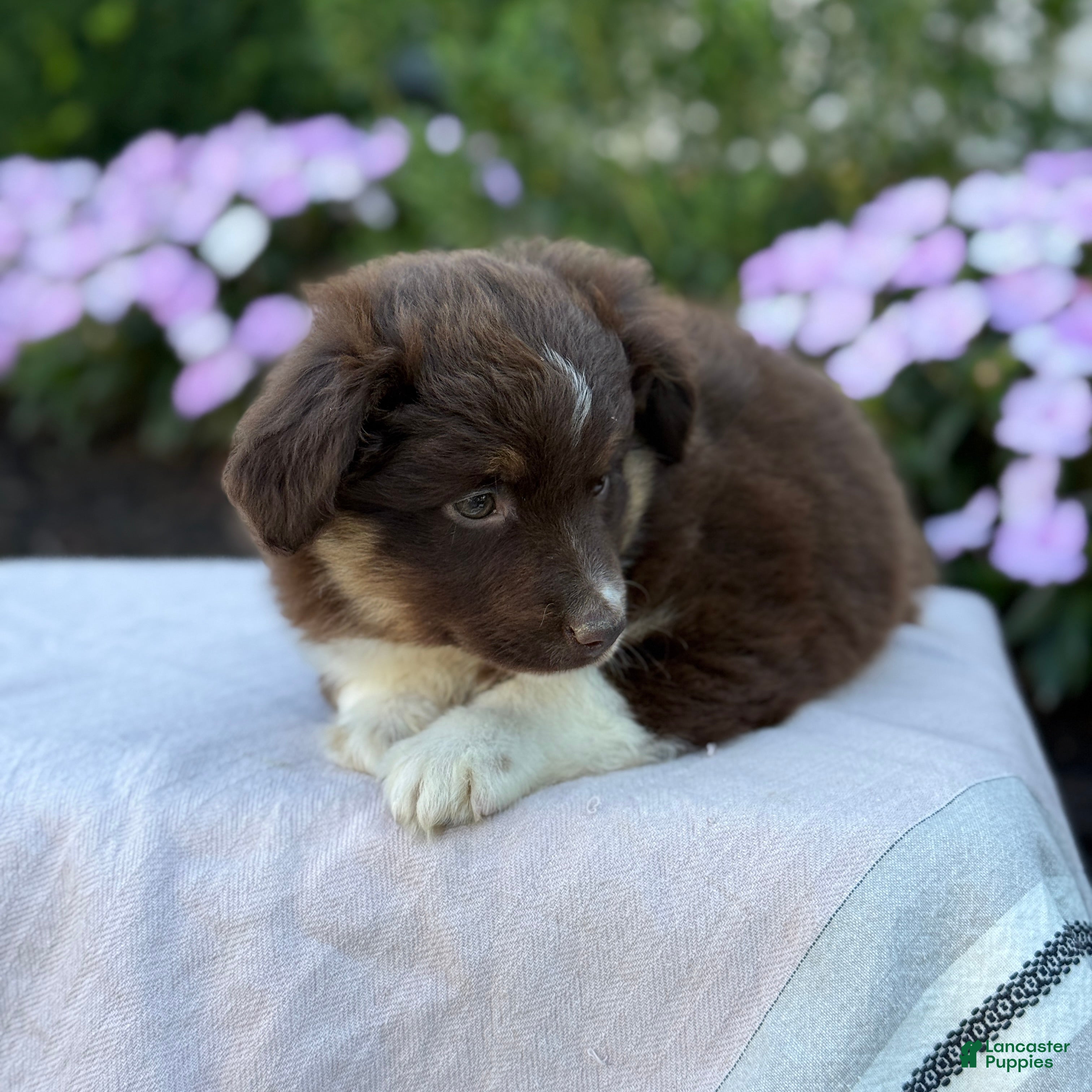 Miniature Australian Shepherd dogs Arabella - Ad 2