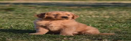 Golden Retriever dogs for sale: Pepper    Genetic/OFA - Ad 10