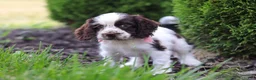 Cocker Spaniel dogs for sale: Byrdie - Ad 6