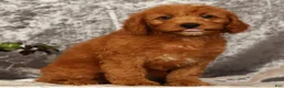 Mini Goldendoodle dogs for sale: Tina - Ad 7