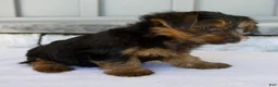 Yorkshire Terrier dogs for sale: Dash - Ad 7