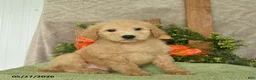 Mini Goldendoodle dogs for sale: Hamlet  - Ad 1