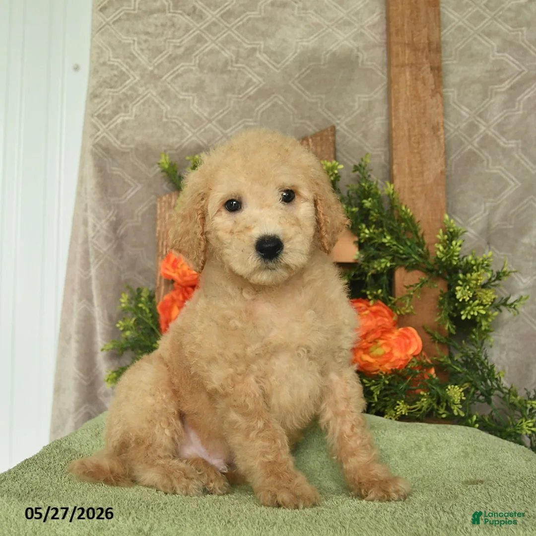 Mini Goldendoodle dogs for sale: Hamlet  - Ad 1
