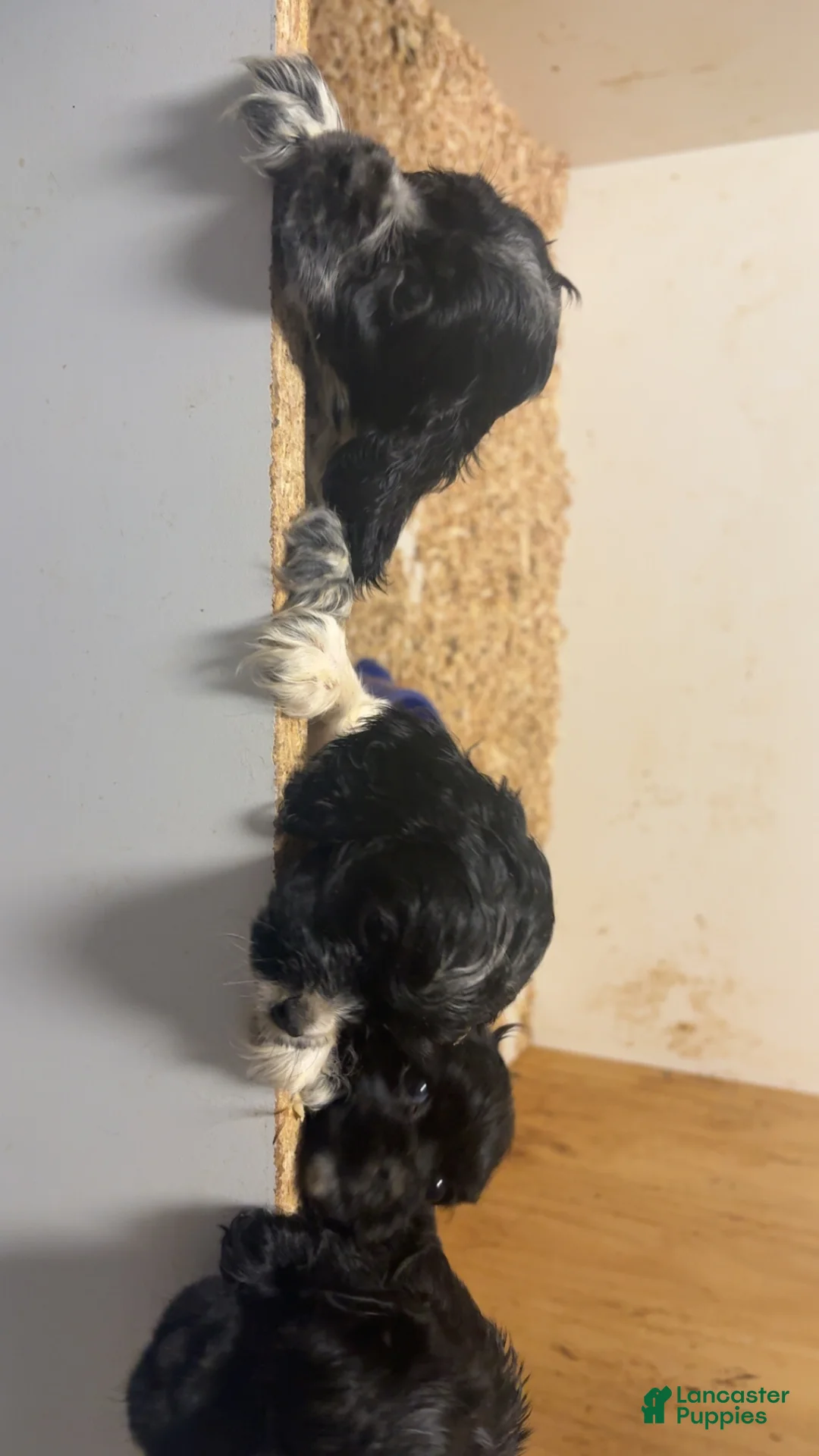 Cocker Spaniel dogs for sale: Betty  - Ad 2
