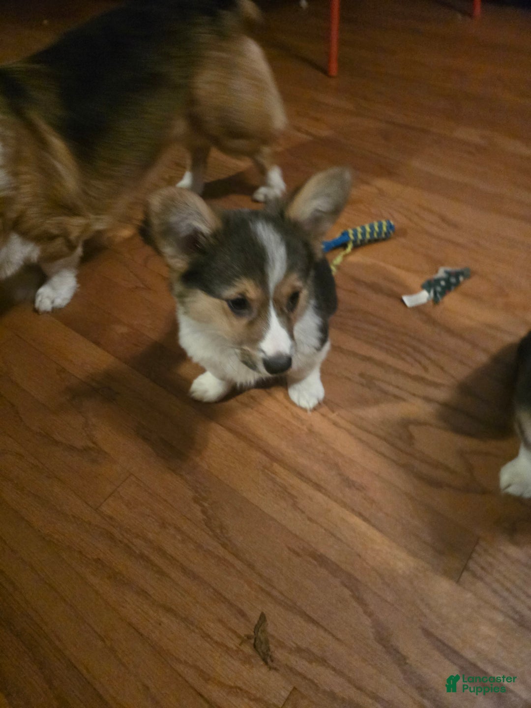 Welsh Corgi Pembroke dogs for sale: Welsh Corgi Pembroke Puppy 2 - Ad 2