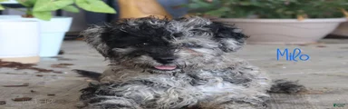 Milo