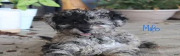 Mixed Breed dogs for sale: Milo - Ad 1