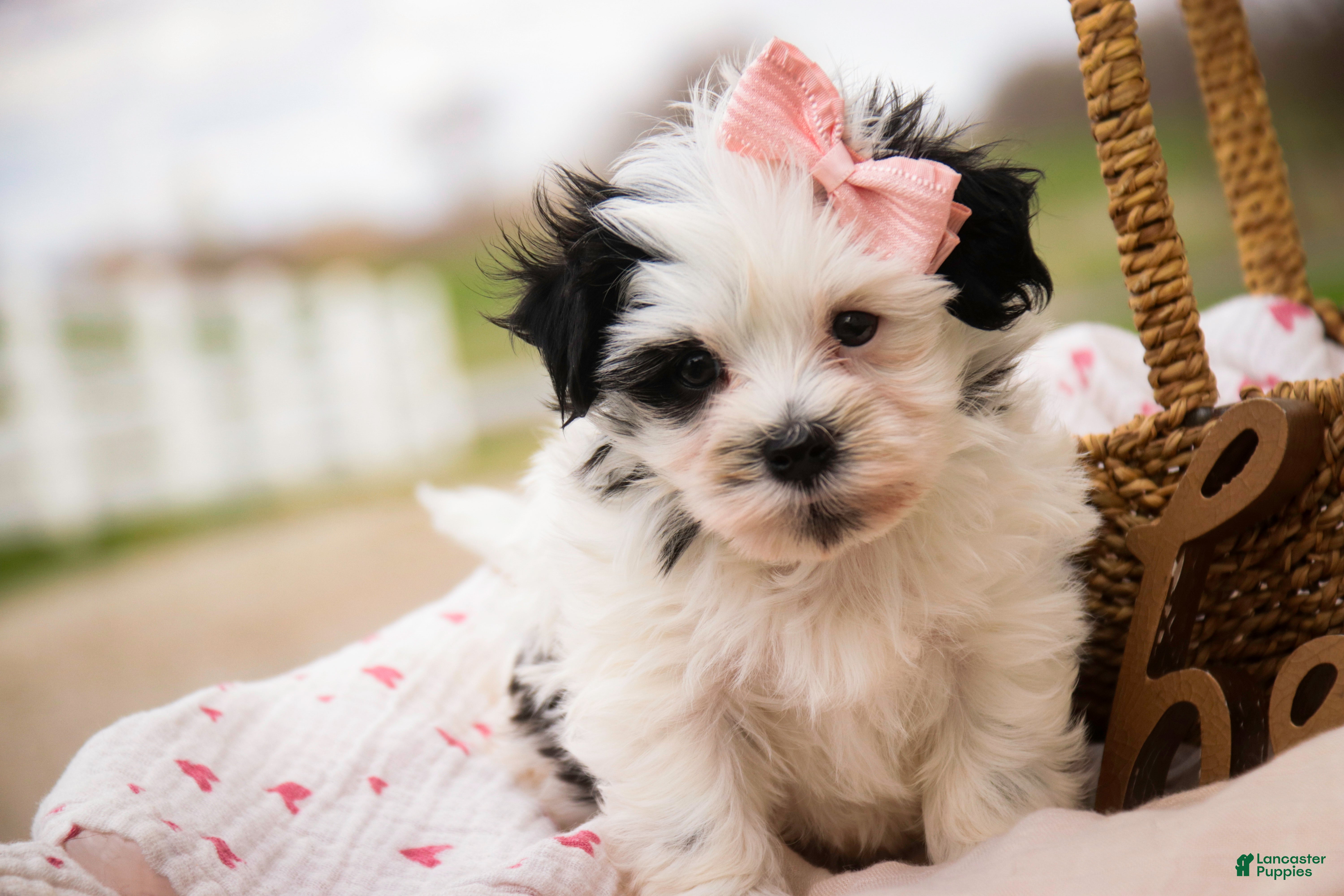 Havanese dogs Precious - Ad 2