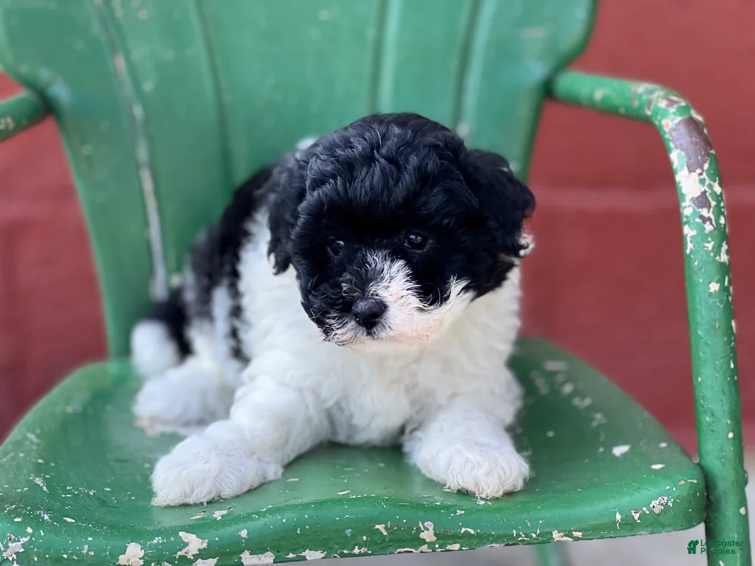 Havapoo dogs for sale: Freddy - Ad 3