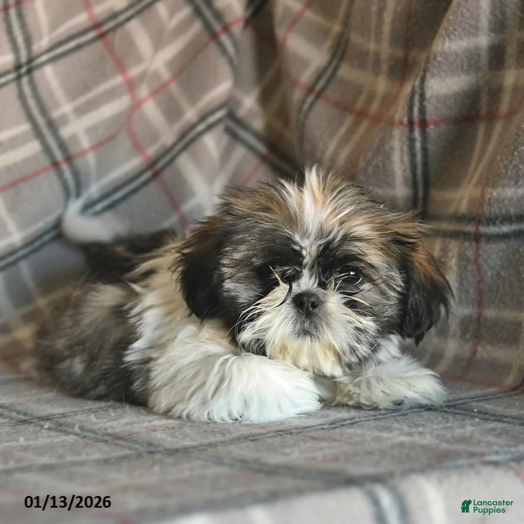 Shih Tzu dogs for sale: Moose Tracks - Ad 3