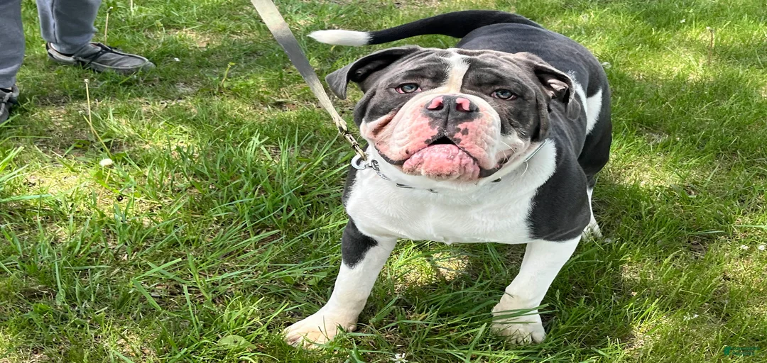 Gallery Image {{count}}