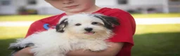 Havanese dogs for sale: Twila Havanese Puppy  - Ad 1