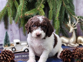 Labradoodle dogs James - F1B - Ad 33