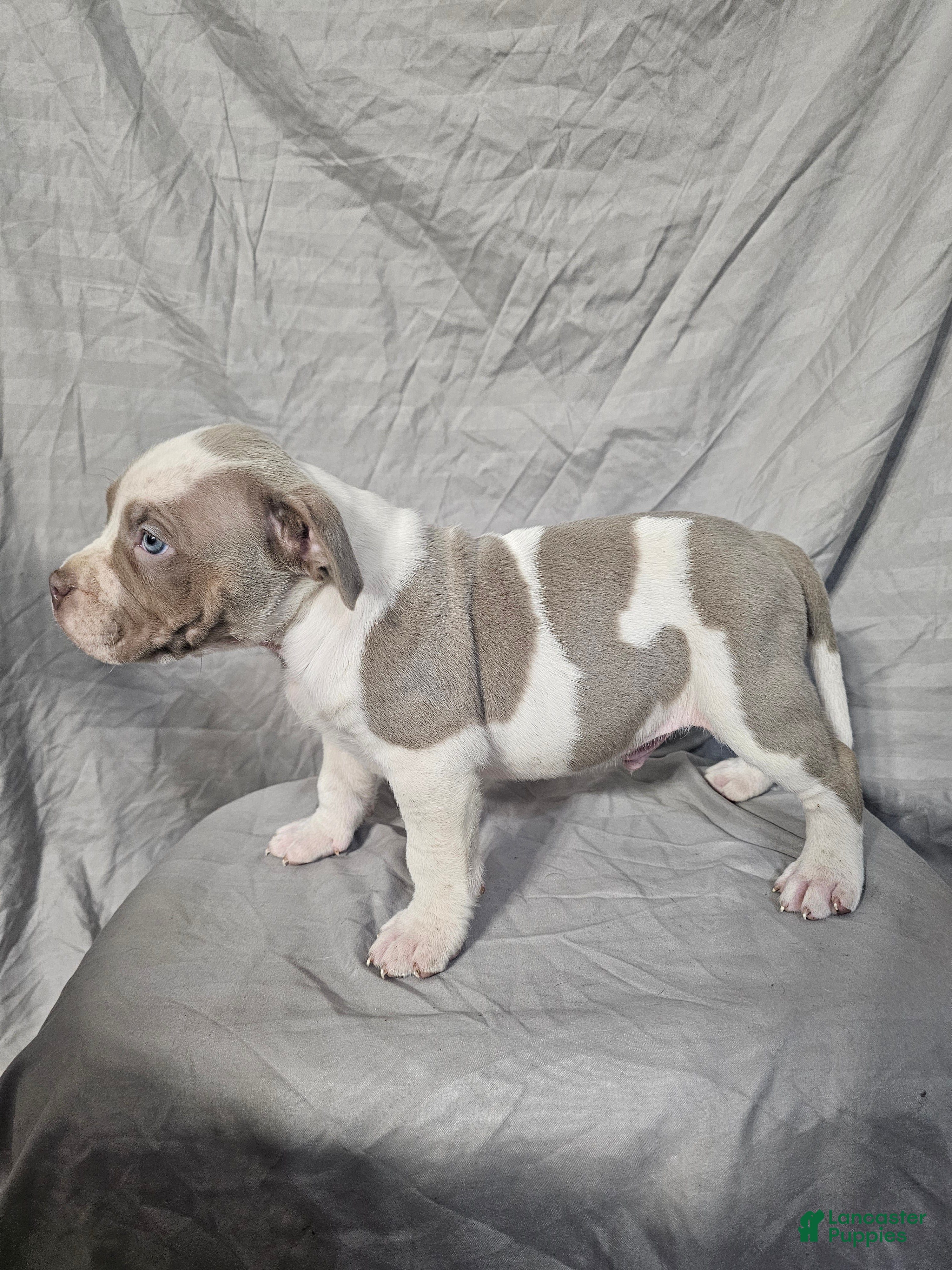 American Bully dogs Bruiser - Lilac Pied - Ad 13