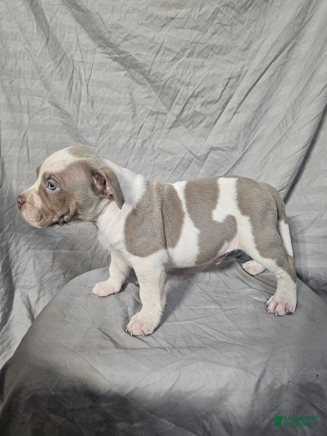 American Bully dogs for sale: Bruiser - Lilac Pied - Ad 5