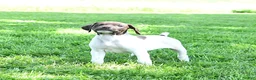 German Shorthaired Pointer dogs for sale: River - Ad 4