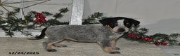 Australian Cattle Dog dogs for sale: Maverick - Ad 2