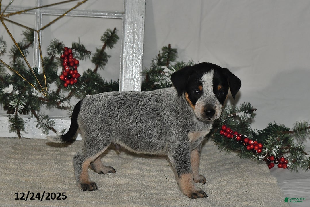 Australian Cattle Dog dogs for sale: Maverick - Ad 2