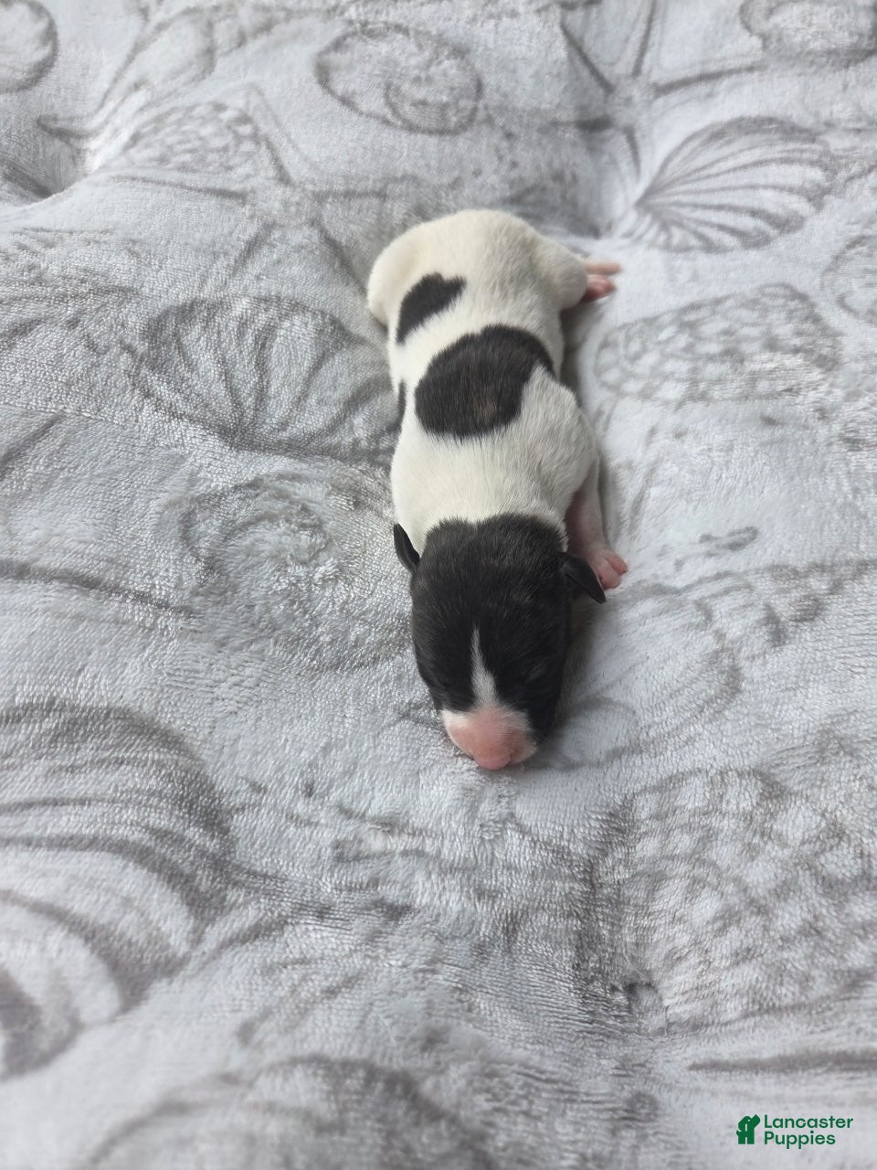 Whippet dogs Girl 3 - Ad 2