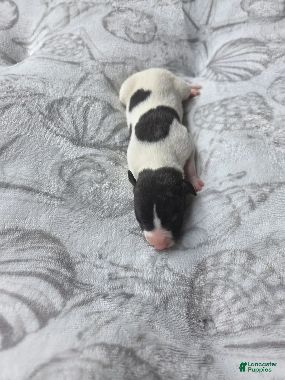 Whippet dogs for sale: Girl 3 - Ad 2