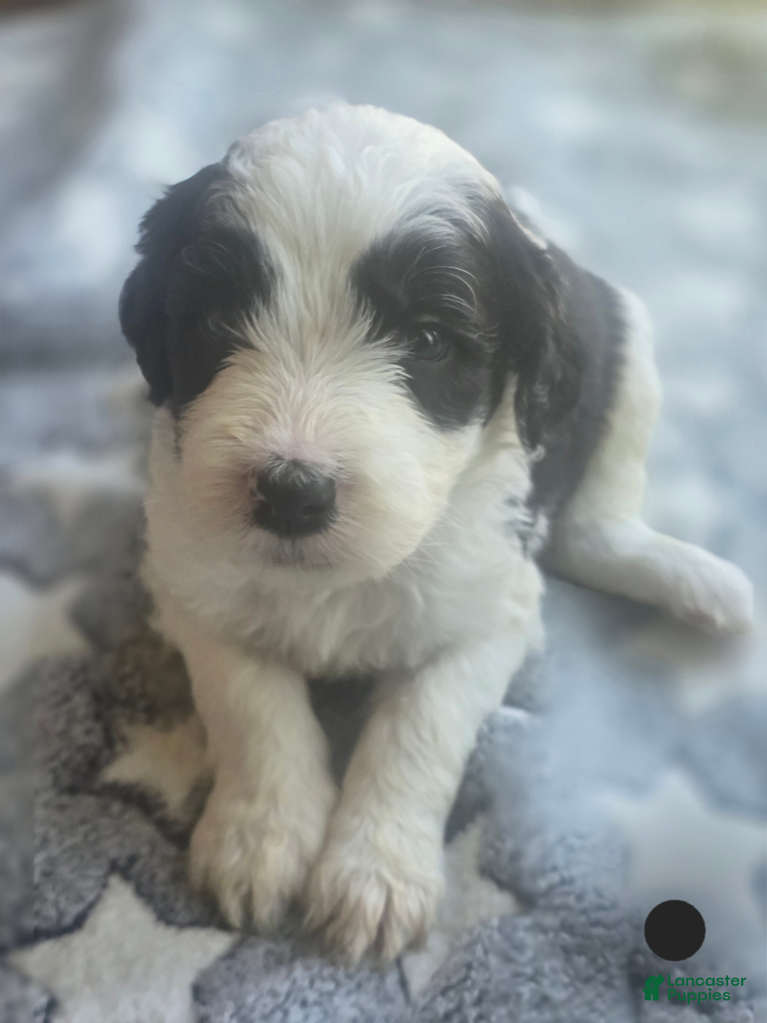 Sheepadoodle dogs Aster- black collar - Ad 21