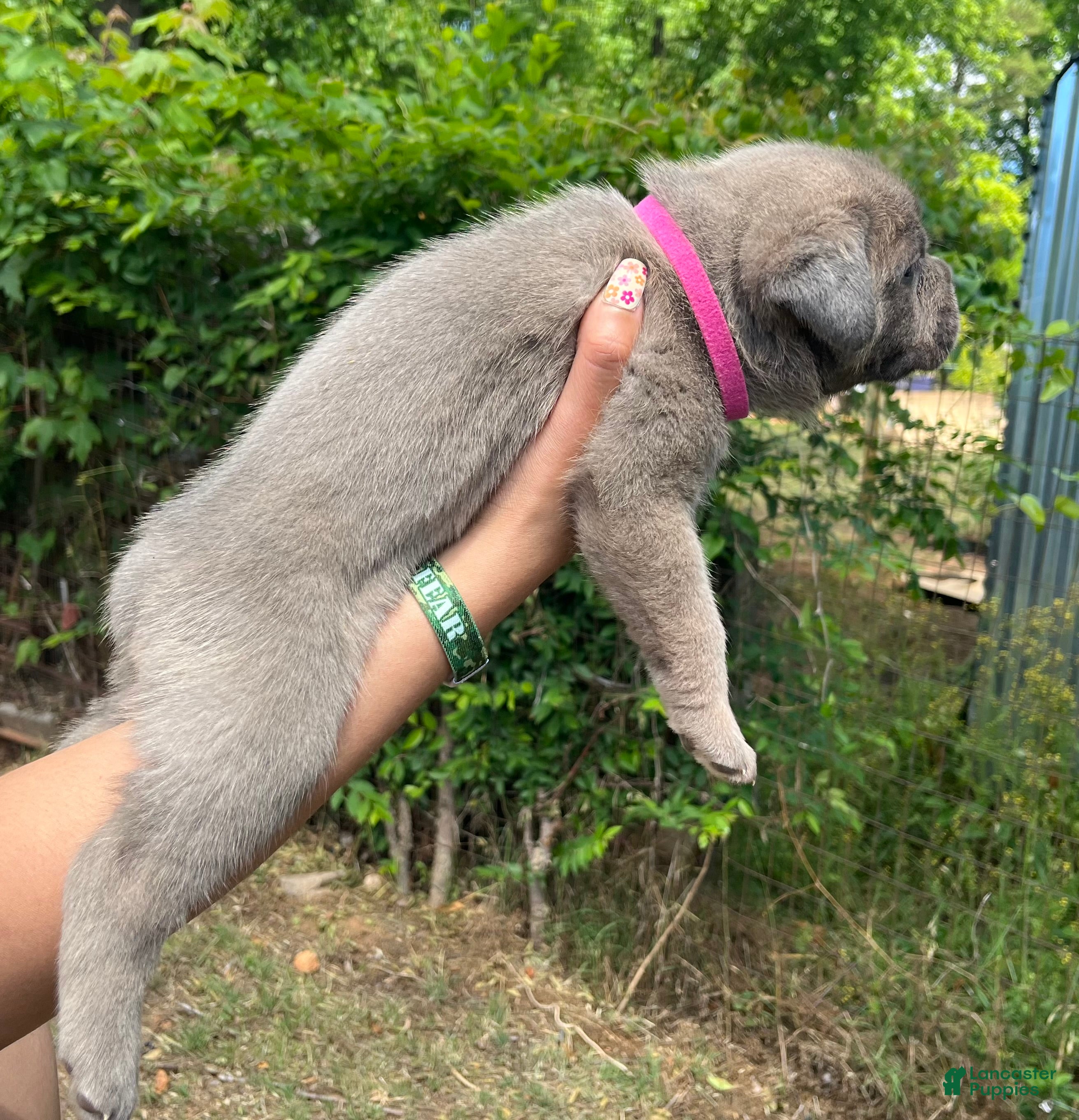 Cane Corso dogs Hot pink collar - Ad 2
