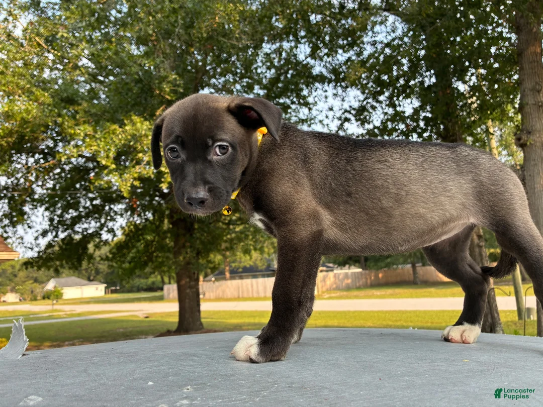 Pitsky dogs for sale: Honey - Ad 1