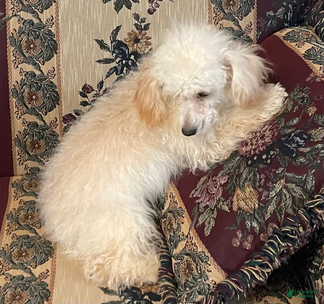 Toy Poodle dogs for sale: Leon - Ad 9