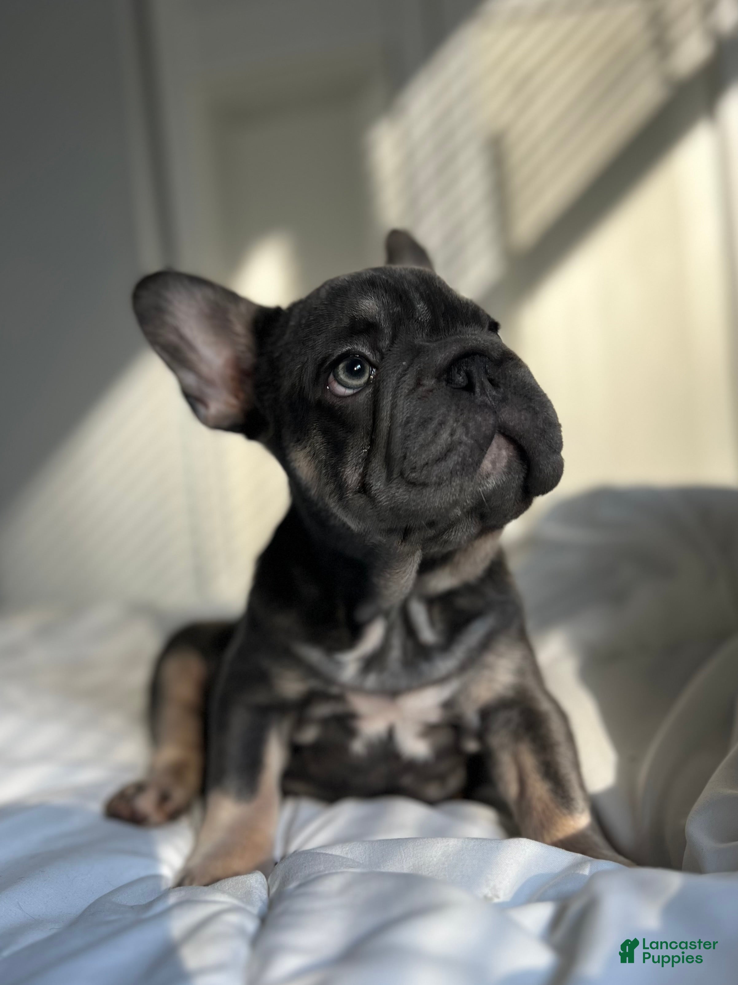French Bulldog dogs Blue - Ad 1
