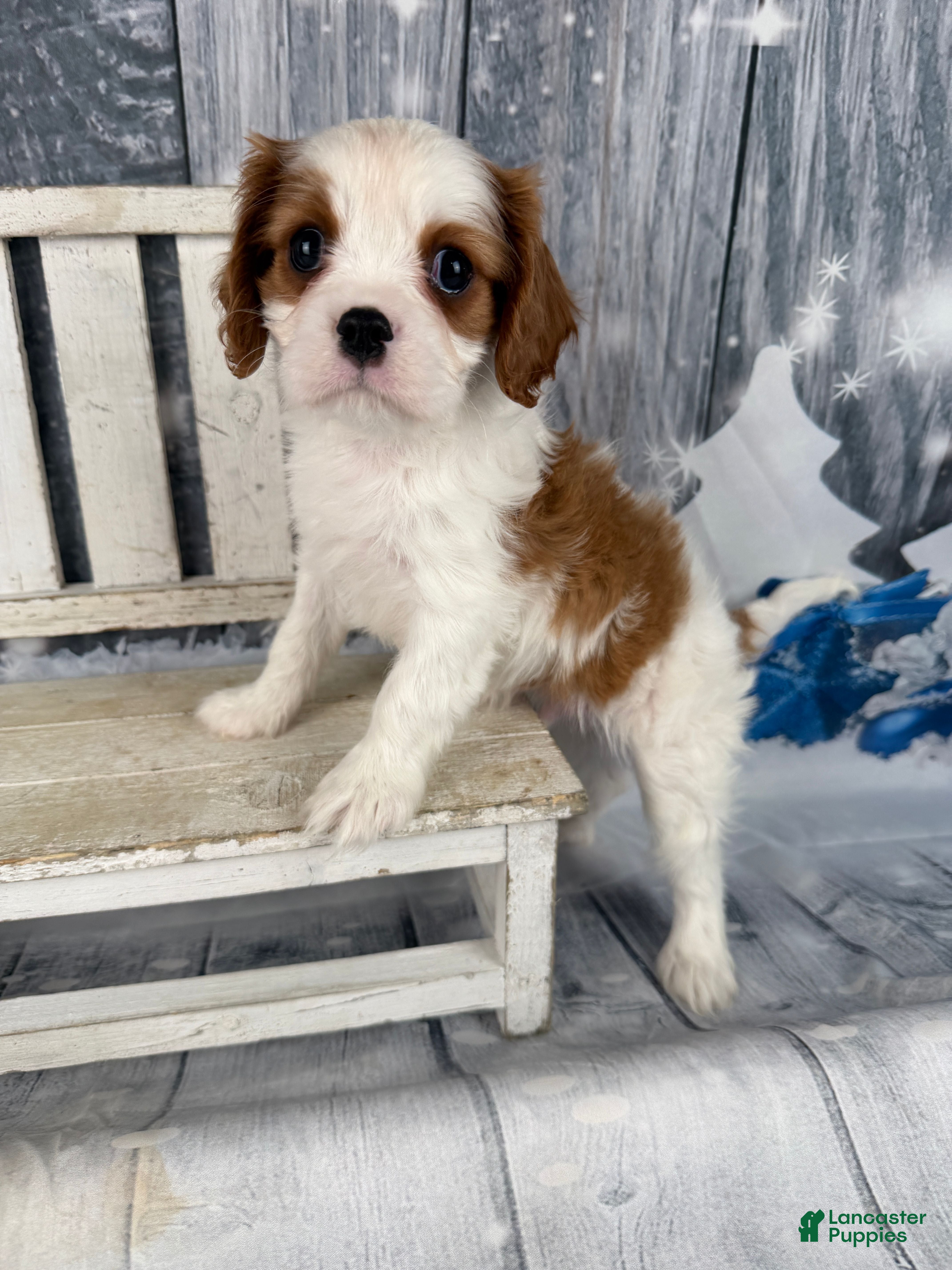 Cavalier King Charles Spaniel dogs Rascal - Ad 2