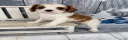 Cavalier King Charles Spaniel dogs for sale: Rascal - Ad 1
