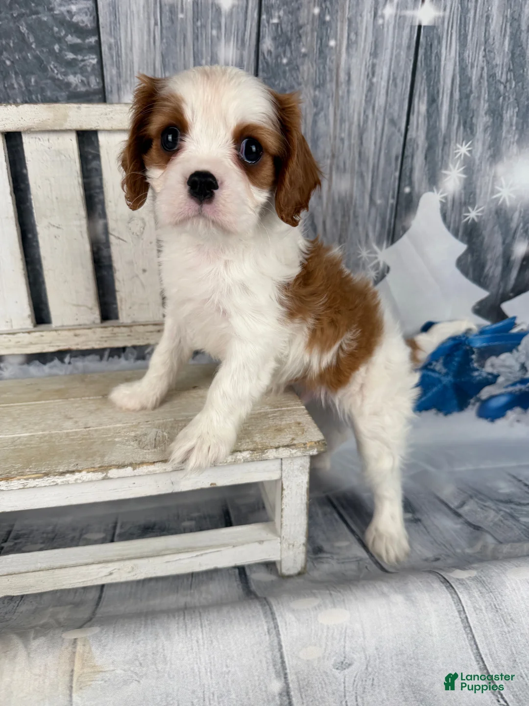 Cavalier King Charles Spaniel dogs for sale: Rascal - Ad 1