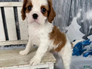 Cavalier King Charles Spaniel dogs Rascal - Ad 25