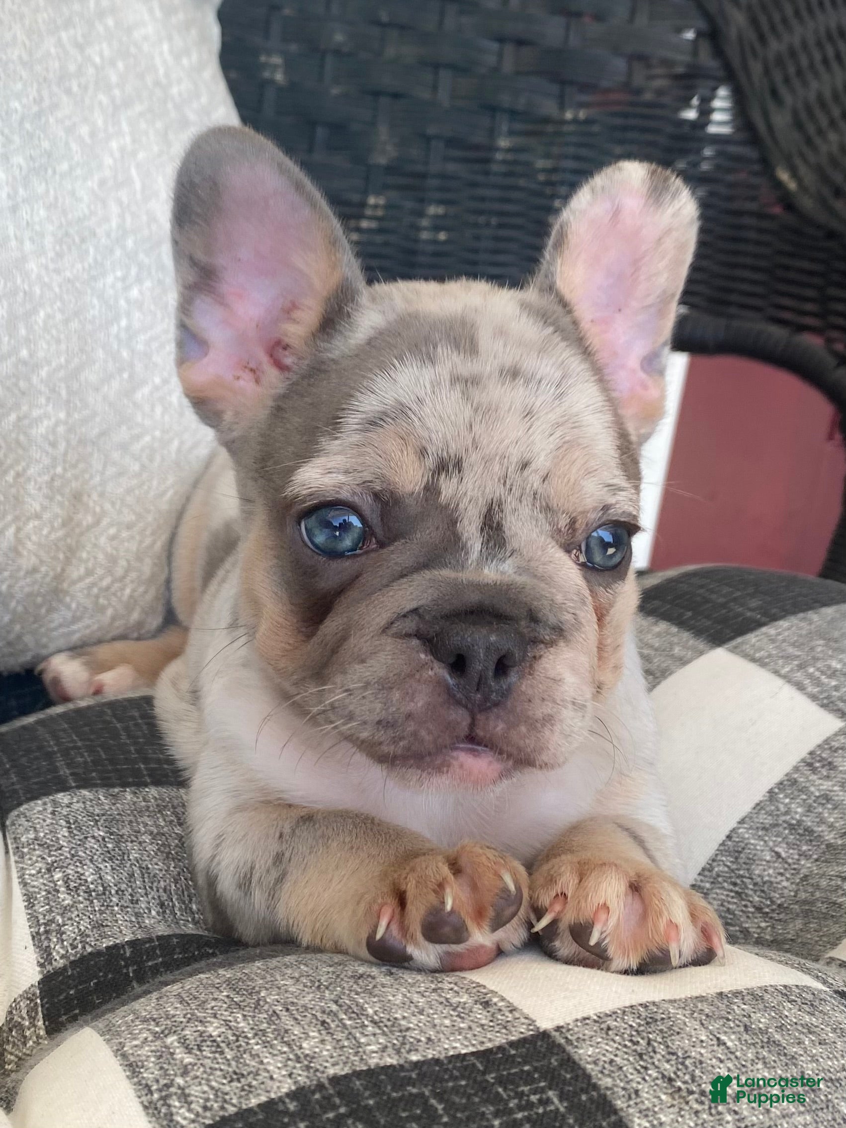 French Bulldog dogs French Bulldog 1 - Ad 1