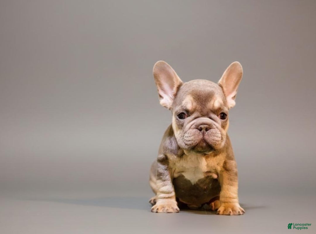French Bulldog dogs for sale:  Puppy 3 - Ad 2