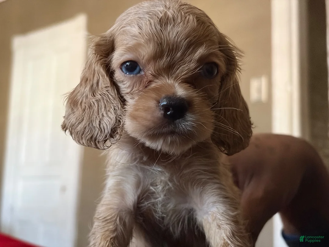Cocker Spaniel dogs for sale: Cocker Spaniel 2 - Ad 2